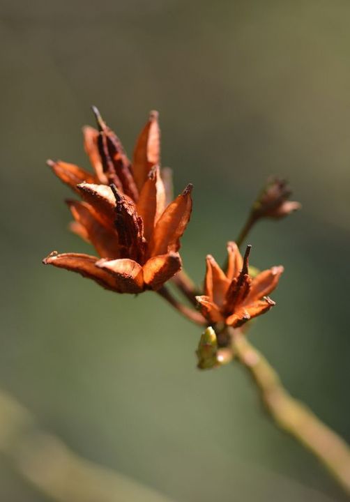 15-เมล็ดพันธุ์-กุหลาบพันปี-ต้นโรโดเดนดรอน-azalea-rhododendron-flower-seeds-อัตราการงอกสูง-70-80