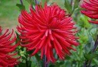 1 หน่อ เหง้า รักเร่ Dahlia Bulb สายพันธุ์ Hollyhill Red Spider หัวรักเร่ ดอกไม้ หัวหน่อ เหง้า นำเข้า เนเธอร์แลน หัวสดใหม่