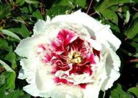 10 เมล็ด เมล็ดโบตั๋น ดอกโบตั๋น ดอกพีโอนี (Peony) สีขาว White Peony ดอกไม้นี้​เป็นสัญลักษณ์ของความมั่งคั่งร่ำรวย ความซื่อสัตย์ อัตราการงอก 70-80%