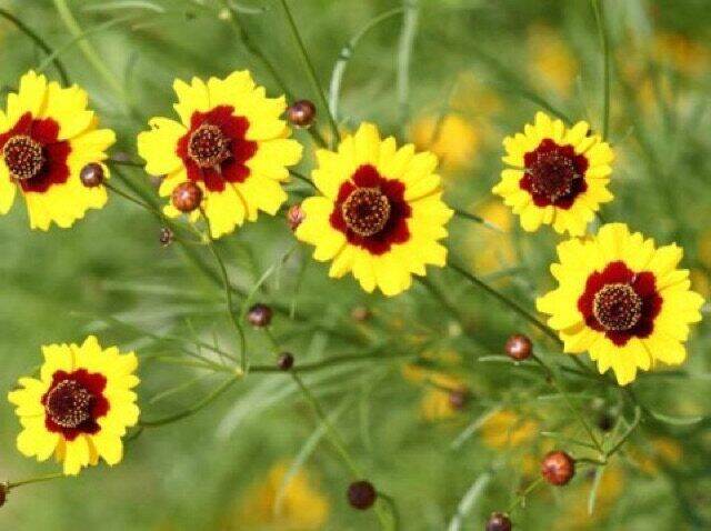 ดอกตาเสือ-coreopsis-flower-seed-เมล็ดพันธุ์ดอกตาเสือ-ราคาถูก-100เมล็ด10บาท