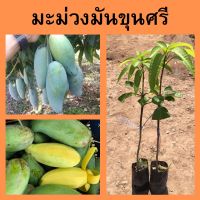 (2ต้น)?มะม่วงมันขุนศรี? ?มะม่วงมันขุนศรี เมล็ดลีบและบาง ผลสุก เนื้อมีสีเหลืองปนส้มเล็กน้อย??ความสูง 45-50 ซม.?