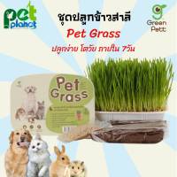 หญ้าแมว  Pet Grass ชุดปลุกข้าวสาลี ออแกนิค เกรดพรีเมี่ยม สำหรับแมว ข้าวสาลีแมว ต้นหญ้าสำหรับ แมว สุนัข หมา หนู กระต่าย อาหารและขนมแมว