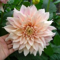 1 หัว/ออเดอร์ รักเร่ Dahlia rhizome สายพันธุ์ Break Out หัวรักเร่ ดอกไม้ หัวหน่อ เหง้า นำเข้า เนเธอร์แลน หัวสดใหม่