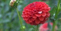 1 หัว/ออเดอร์ รักเร่ Dahlia rhizome สายพันธุ์ Lollipop หัวรักเร่ ดอกไม้ หัวหน่อ เหง้า นำเข้า เนเธอร์แลน หัวสดใหม่