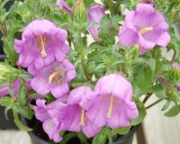 เมล็ดพันธุ์ ดอกระฆัง campanula calycanthema 1000 เมล็ด เมล็ดพันธุ์นำเข้าจาก อังกฤษ