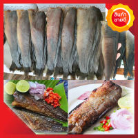 ปลาดุก ปลาดุกร้า จากปากพนัง นครศรี สด สะอาด อร่อย แพ็คละ 3-4 ตัว (หนัก 300-400g) ตามขนาดและน้ำหนักตัวปลา