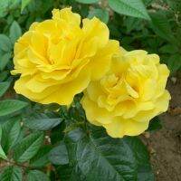 20 เมล็ด กุหลาบ นำเข้า Modern Bush Rose Seeds สายพันธุ์ Golden Wedding ดอกไม้สีเหลือง