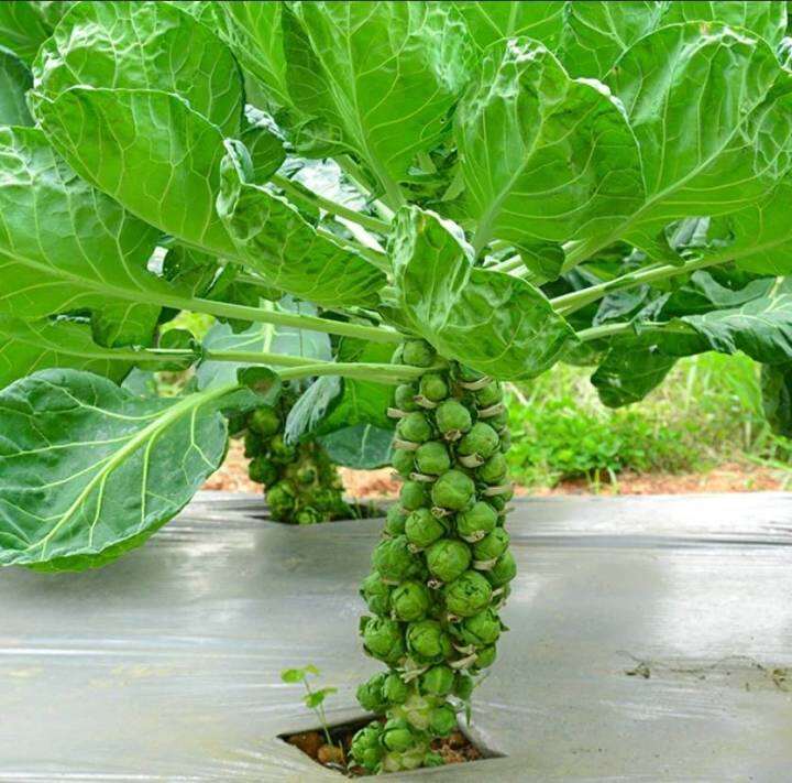 กะหล่ำดาว-เมล็ดพันธุ์กะหล่ำดาวบรัสเซล-brussel-sprouts-seeds-บรรจุ-10-เมล็ด