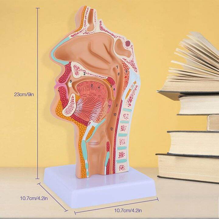 nasal-cavity-throat-anatomy-model-human-anatomical-pharynx-larynx-model-for-students-study-display-teaching