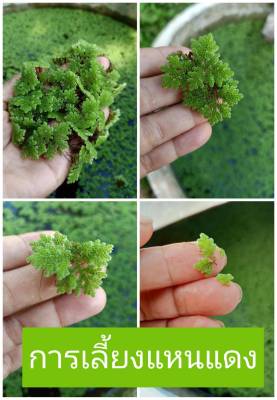 แหนแดงเกษตร สายพันธุ์ อะซอลล่า ไมโครฟิลล่า (Azolla microphylla) )