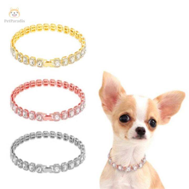 Chihuahua hotsell chain collar