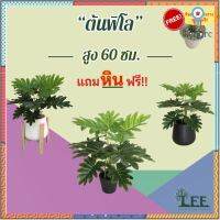 ต้นไม้ปลอมตกแต่งบ้าน ต้นฟิลโลใบใหญ่ 60 ซม. (ก1) สินค้ามีจำนวนจำกัด