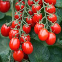 เมล็ดพันธุ์ มะเขือเทศ เบบี้เกรพ Baby Grape Tomato Seed บรรจุ 25 เมล็ด คุณภาพดี ราคาถูก ของแท้ 100%