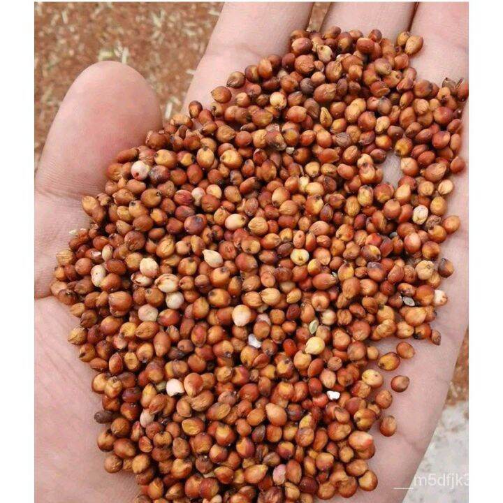 Local spot seedseeds seeds (Red (50