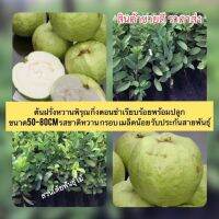 Promotion ต้นฝรั่งหวานพิรุณ กิ่งตอนชำเรียบร้อยพร้อมปลูก ขนาด50-80cm รสชาติหวาน กรอบ เมล็ดน้อย 8เดือนติดลูก รับประกันสายพันธุ์ พร้อมส่ง พรรณ ไม้ น้ำ พรรณ ไม้ ทุก ชนิด พรรณ ไม้ น้ำ สวยงาม พรรณ ไม้ มงคล