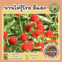 เมล็ดพันธุ์ดอกบานไม่รู้โรยสีแดง 20 เมล็ด (Red Amaranth Flower Seed) เมล็ดพันธุ์แท้ คุณภาพดี ปลูกง่าย โตไว ไม่กลายพันธุ์ (ซื้อ 5 แถม 1)