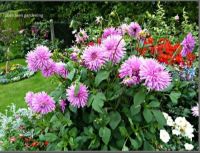 1 หัว/ออเดอร์ รักเร่ Dahlia Flower Bulb สายพันธุ์ Elga หัวรักเร่ ดอกไม้ หัวหน่อ เหง้า นำเข้า เนเธอร์แลน หัวสดใหม่