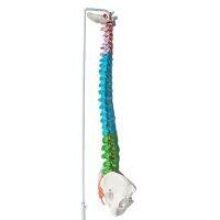 Colored miniature hanging can bend color vertebrae body color vertebral spine model with pelvic model