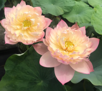 5 เมล็ดพันธุ์ บัว สายพันธุ์ JIN SE LOTUS สีชมพูส้ม เพาะปลูกและเก็บเมล็ดในไทย ขยายพันธุ์ในไทยได้ สายพันธุ์นิยมปลูกที่สุดในโลก