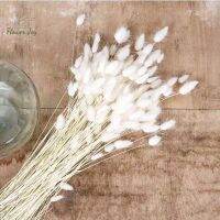 Dried Flower Bunny Rabbit Tails Pampas Grass Arrangement Natural Dargon Tree for Vase Boho Floral for Wedding Home Decor plants