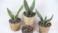 โปรแรง T450 ลิ้นมังกร เล็บเพชร (snake plant) กระถาง 4 นิ้ว งานนำเข้า สูง 20-25 ซม. ไม้ประดับ ใบสวย แข็งแรง เป็นต้นไม้ฟอกอากาศ ราคาถูก ต้นไม้ ต้นไม้ ฟอก อากาศ ต้น ต้น บอน สี