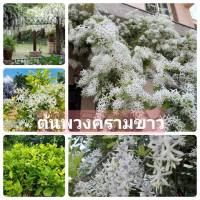 #ต้นพวงครามดอกขาว  White Petrea ไม้เลื้อยที่ธรรมดาแต่ดูแพง ต้นสวยพร้อมปลูก