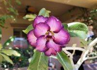 10 เมล็ด เมล็ดพันธุ์ ชวนชม สายพันธุ์ไต้หวัน สีม่วง Adenium Seeds กุหลาบทะเลทราย Desert Rose ราชินีบอนไซ มีคู่มือปลูก นำเข้าจากไต้หวัน