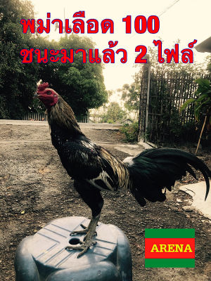 ไข่ไก่ชน พม่าเลือด100