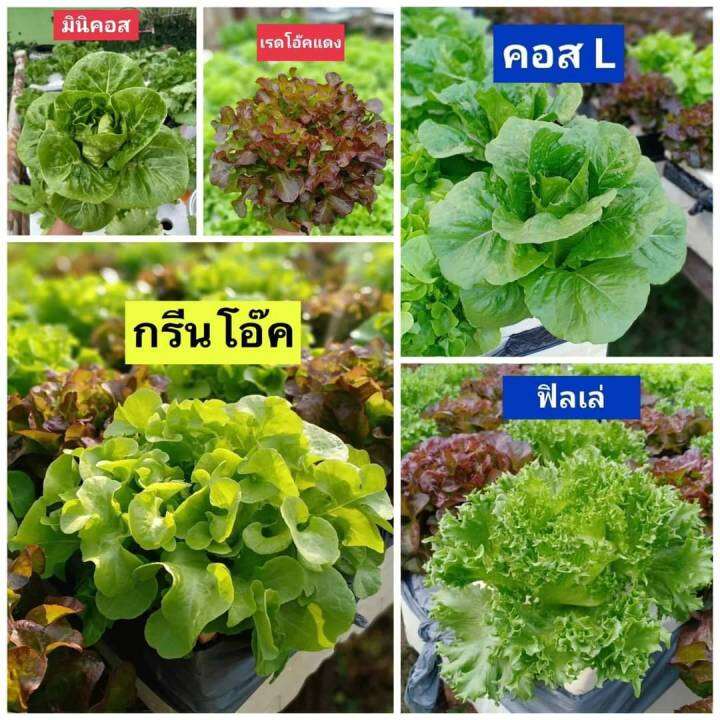 ปุ๋ย-ab-ไฮโดรโปนิกส์-hydro-ขนาด-1-ลิตร-ซื้อ-1ชุด-ได้-2-a-b-ล่าสุด