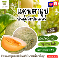 เมล็ดพันธุ์แคนตาลูป สวีท ซัมเมอร์ 35เมล็ด อัตราการงอก95% ปลูกง่าย โตไว เมล็ดเก็บไว้ได้นาน2ปี(ทุกออเดอร์ แถมฟรี! เมล็ดผักกวางตุ้ง)