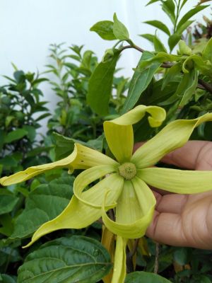 กระดังงาหรือกระดังงาไทย เป็นไม้ยืนต้นทรงพุ่ม ดอกมีกลิ่นหอมดอกสีเหลืองหรือเหลืองอมเขียว ออกดอกตลอดปี จัดส่งแบบถุงดำ สูงประมาณ25-40cm.