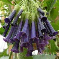 30 เมล็ดพันธุ์ เมล็ด เมล็ดพันธุ์ ต้นดอกระฆัง ดอกลำโพง แตรนางฟ้า Datura metel L. Angel Trumpet Seeds อัตราการงอก 80-85%