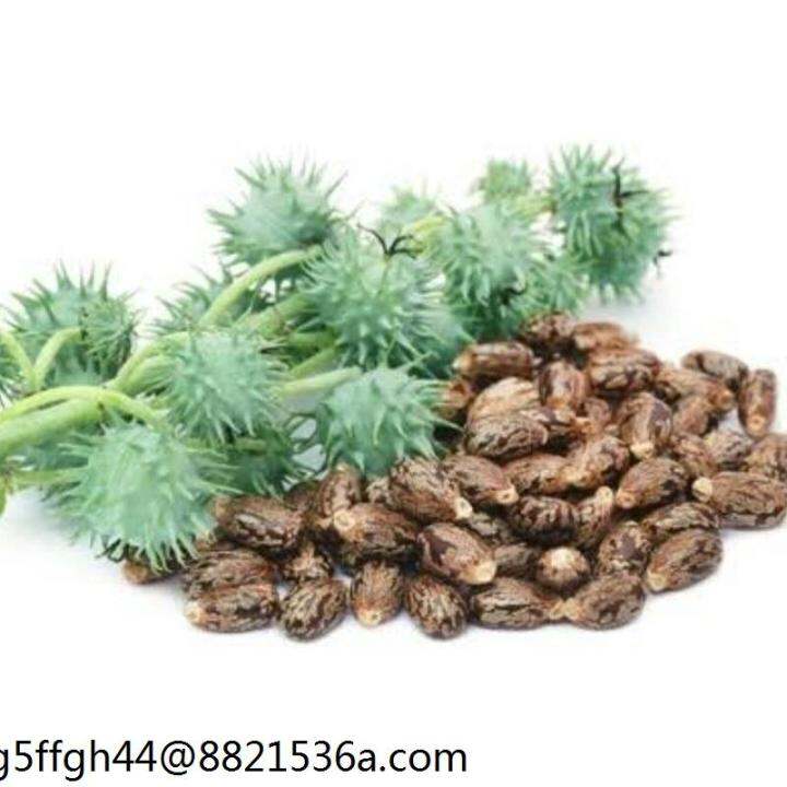 Mga spot sales ♩♂♗Castor Bean Seed Newly Produced | Lazada PH