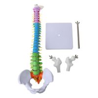 45cm Removable Human Spine Model Spinal Column Vertebral Lumbar Curve Anatomical Teaching Tool