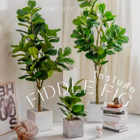 [ไซส์90พร้อมส่ง/ไซส์อื่นพรี14วันค่ะ]??FIDDLE FIG (ไทรใบสัก) ต้นประดิษฐ์งานเหมือนจริง ช่อใบแน่นสวยสมจริง เป็นต้นไม้มงคล TREE