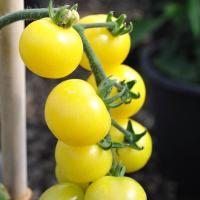 เมล็ดพันธุ์ มะเขือเทศเชอรี่สีขาว (Snow White Cherry Tomato Seed) บรรจุ 20 เมล็ด คุณภาพดี ของแท้ 100%