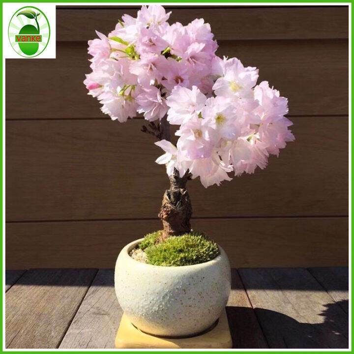 VK158（5 seeds）Japanese weeping cherry blossoms | Lazada PH