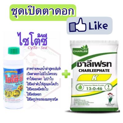 ชุดเปิดตาดอก (ไซโต้ซี+13-0-46)