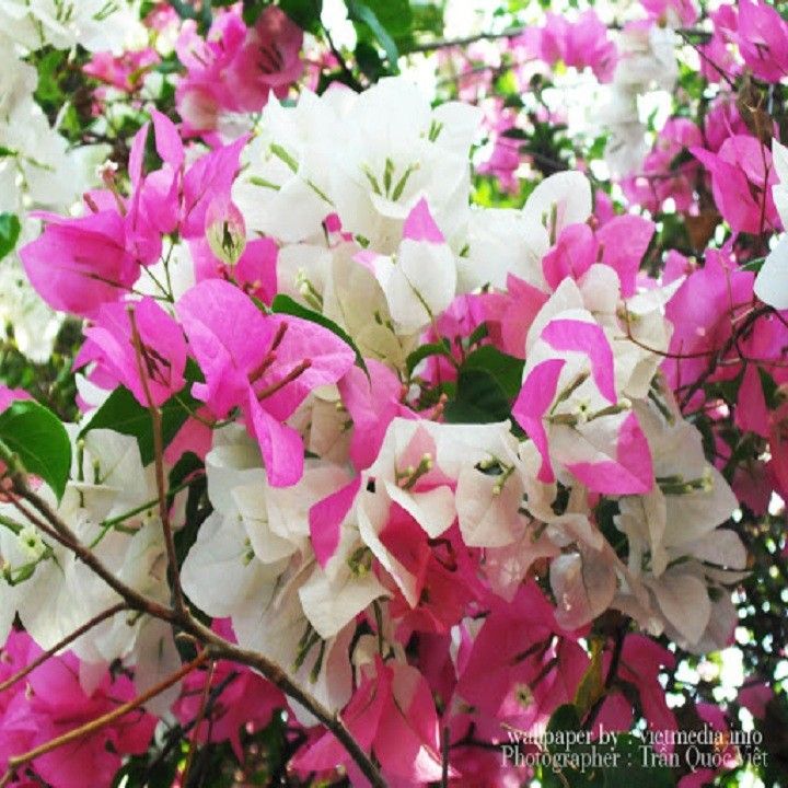 Cây giống hoa giấy 2 màu trắng hồng cao 1m đang ra hoa - H18 ...