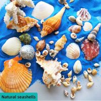 50g/lot Mediterranean Natural seashells DIY Handmade Fish Tank Decoration Childrens Creative Photo Frame Accessories Sticker