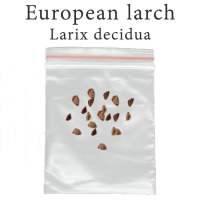 เมล็ดสน Larix decidua 100 มิลลิกรัม European larch สนผลัดใบ สนยุโรป บอนไซ