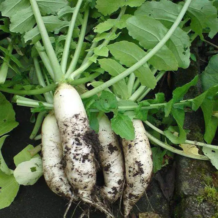 Benih Lobak Putih Besar Giant White Radish Seeds 大白萝卜20pcs Lazada