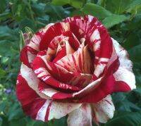 28 เมล็ด เมล็ดพันธุ์ Home Seed  กุหลาบ กุหลาบสีเลือด White Blood Rose Seeds ดอกใหญ่ นำเข้าจากต่างประเทศ