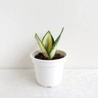 (New!!) Hot! ต้นไม้ฟอกอากาศ ไซต์จิ๋วน่ารักๆ ลิ้นมังกร /ฮานิอาย (Sansevieria) ตั้งโต๊ะทำงาน Office/Tower/Home/Garden Sizeสูง 2.5-15.3cm 1ต้น/PCs (ฟรี! ส่งพร้อมกระถาง)