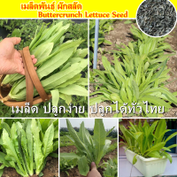 【อัตรางอกสูง】Fresh Buttercrunch Lettuce Seed เมล็ดพันธุ์ ผักสลัด  (300PCS/BAG) เมล็ดพันธุ์ Vegetable Seed for Planting เมล็ดพันธุ์ผัก เมล็ดผักต่างๆ เมล็ดบอนสี พันธุ์ผัก ผักสวนครัว บอนสี ต้นไม้มงคล เมล็ดดอกไม้ Gardening Vegetable Flowers พร้อมส่ง