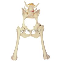 Hip Joint Model Animal Body Anatomy Replica of Dog Pelvis for Veterinary Office Educational Tool GPI Anatomicals