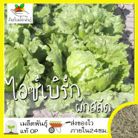 เมล็ดพันธุ์  ผักสลัด ไอซ์เบิร์ก 1000เมล็ด Iceberg Lettuce Seed เมล็ดพันธุ์แท้100%นำเข้าจากต่างประเทศ ปลูกผัก สวนครัว ถูก