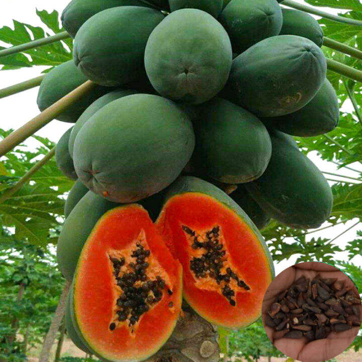Carica Papaya Seeds Longevity Fruit Seeds Plant Seed Super Sweet Papaya Nutritious Organic Fruit