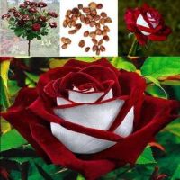 30 เมล็ด เมล็ดพันธุ์ กุหลาบ สตาร์แอนด์สไตร้พส์ Stripes Rose seed สี ขาว-แดง ดอกใหญ่ นำเข้าจากต่างประเทศ พร้อมคู่มือ เมล็ดสดใหม่