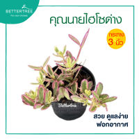 ชมพูทิพย์ หรือ คุณนายไฮโซด่าง กระถาง 3 นิ้ว สีสวย ใบสวย ออกดอกบ่อย Portulaca Oleracea variegata ไม้อวบน้ำ ต้นไม้